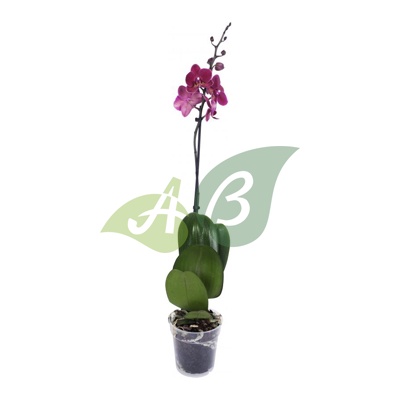 Живые орхидеи в горшке