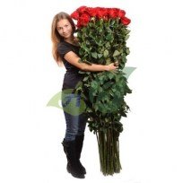 Красные высокие розы 150 см Эквадор