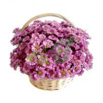 Кустовые хризантемы в плетеной корзине